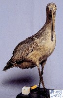 藏品(大杓鷸)的圖片